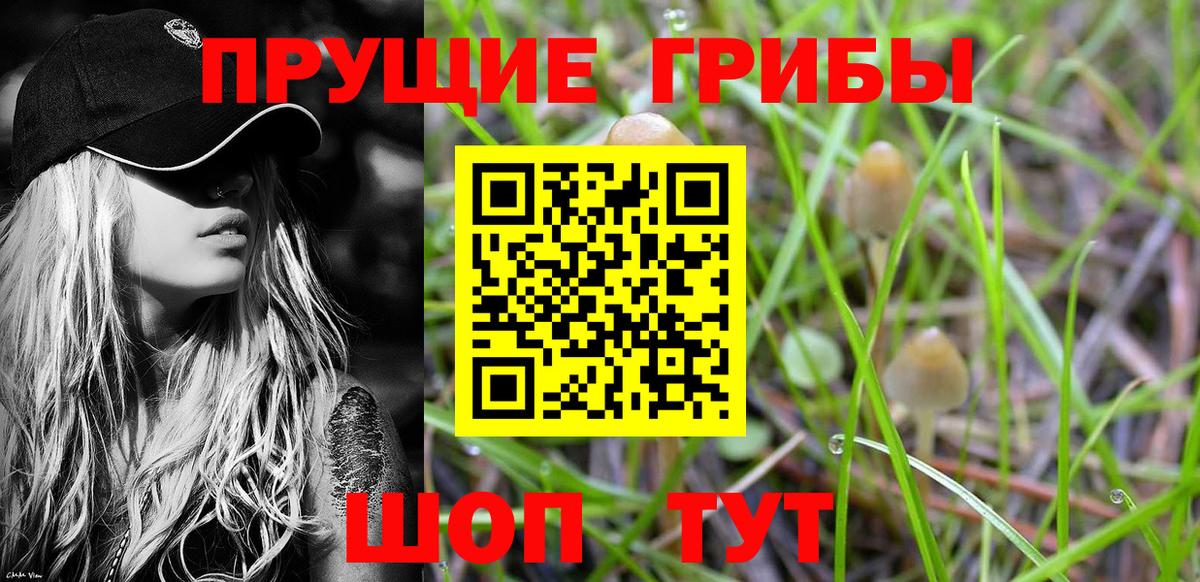 Псилоцибиновые грибы мицелий  Баксан 